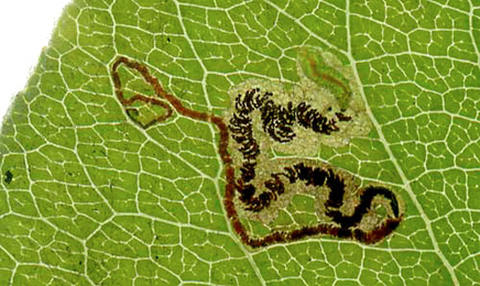 Mine of Stigmella pyri on Pyrus communis