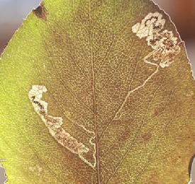 Mine of Stigmella pyri on Pyrus