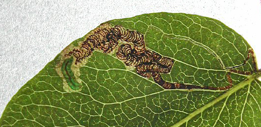 Mine of Stigmella pyri on Pyrus