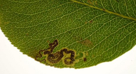 Mine of Stigmella pyri on Pyrus