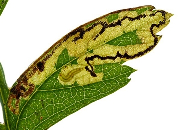 Mine of Stigmella regiella on Crataegus