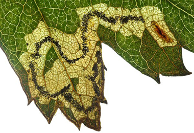 Mine of Stigmella regiella on Crataegus