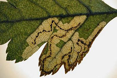 Mine of Stigmella regiella on Crataegus