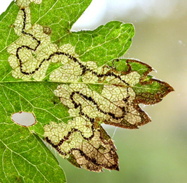 Mine of Stigmella regiella on Crataegus