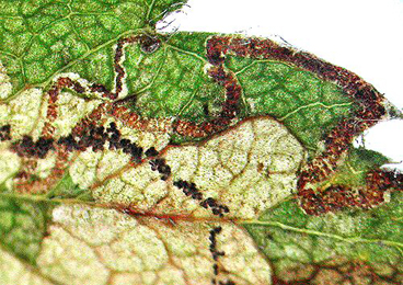 Mine of Stigmella regiella on Crataegus