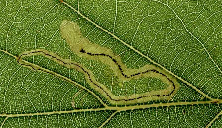 Mine of Stigmella roborella on Quercus robur