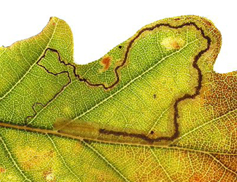 Mine of Stigmella roborella on Quercus