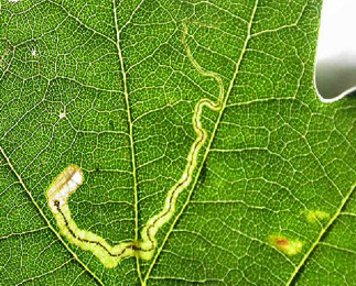 Mine of Stigmella roborella on Quercus