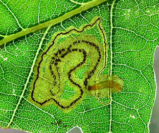 Mine of Stigmella roborella on Quercus