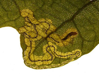 Mine of Stigmella roborella on Quercus