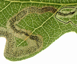 Mine of Stigmella ruficapitella on Quercus