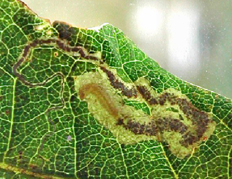 Mine of Stigmella ruficapitella on Quercus