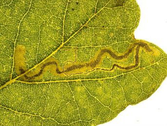 Mine of Stigmella ruficapitella on Quercus