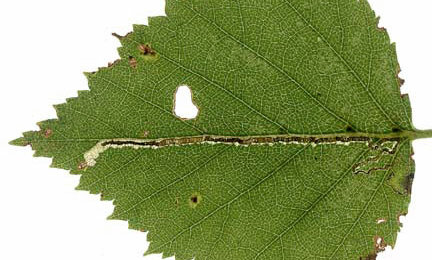 Mine of Stigmella sakhalinella on Betula pubescens