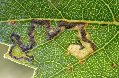 Mine of Stigmella sakhalinella on Betula pendula