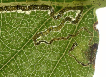 Mine of Stigmella sakhalinella on Betula pubescens