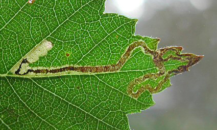 Mine of Stigmella sakhalinella on Betula