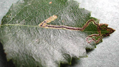 Mine of Stigmella sakhalinella on Betula pubescens