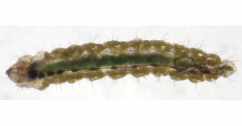 Stigmella sakhalinella larva,  dorsal