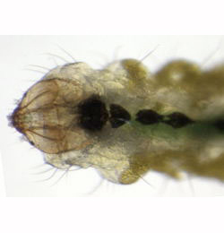 Stigmella sakhalinella larva,  dorsal