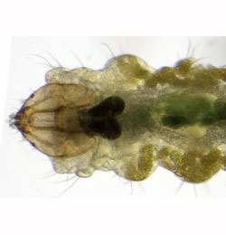 Stigmella sakhalinella larva,  ventral