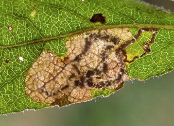 Mine of Stigmella salicis on Salix cf cinerea