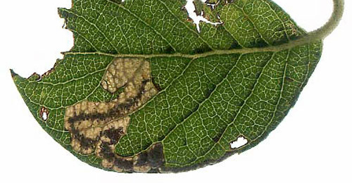 Mine of Stigmella salicis on Salix cinerea