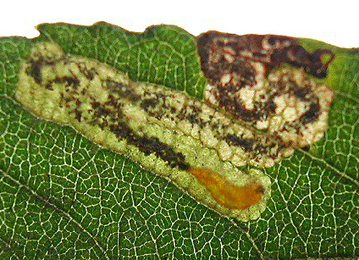 Mine of Stigmella salicis on Salix 