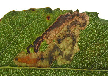 Mine of Stigmella salicis on Salix