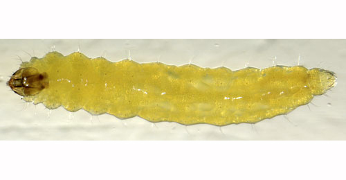 Stigmella salicis larva,  dorsal