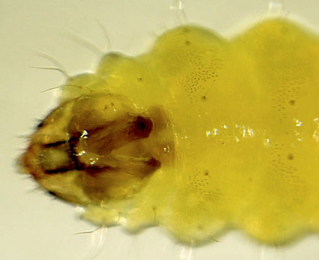 Stigmella salicis larva,  dorsal