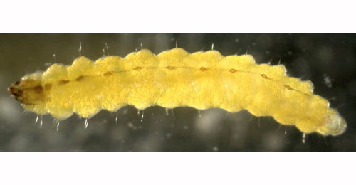 Stigmella salicis larva,  ventral