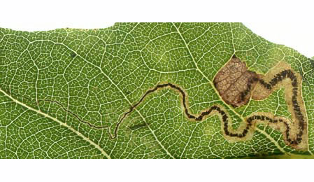 Mine of Stigmella samiatella on Quercus robur