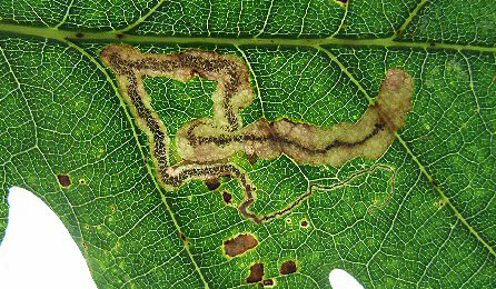 Mine of Stigmella samiatella on Salix cf cinerea