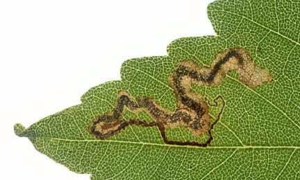 Mine of Stigmella speciosa on Acer pseudoplatanus