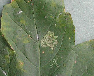 Mine of Stigmella speciosa on Acer pseudoplatanus