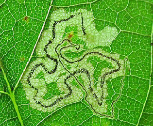 Mine of Stigmella speciosa on Acer pseudoplatanus