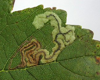Mine of Stigmella speciosa on Acer pseudoplatanus