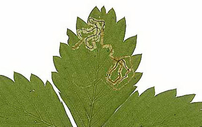 Mine of Stigmella splendidissimella on Fragaria vesca