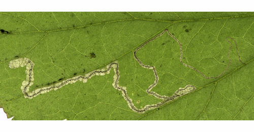 Mine of Stigmella splendidissimella on Geum urbanum