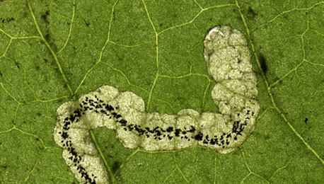 Mine of Stigmella splendidissimella on Geum urbanum