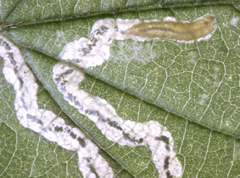 Mine of Stigmella splendidissimella on Rubus fruticosus