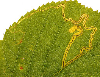 Mine of Stigmella splendidissimella