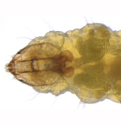 Stigmella splendidissimella larva,  dorsal