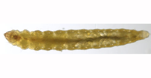 Stigmella splendidissimella larva,  dorsal