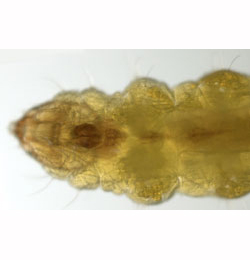Stigmella splendidissimella larva,  ventral