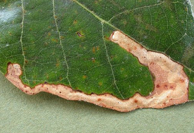 Mine of Stigmella suberivora on Quercus ilex