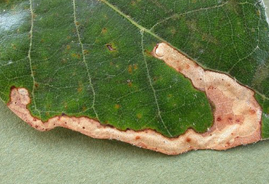 Mine of Stigmella suberivora on Quercus ilex 