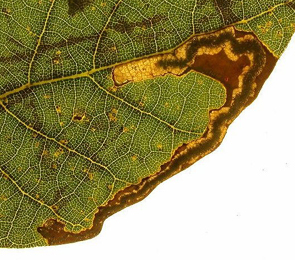 Mine of Stigmella suberivora on Quercus ilex 