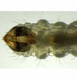 Stigmella tityrella larva,  dorsal